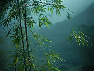 徐庭筠咏竹诗，古韵中竹子的诗意诠释
