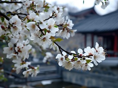 梨花映唐韵，梨花在唐朝的历史长河中的绽放记