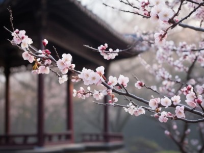 古韵早春，早梅齐己诗意之美解读